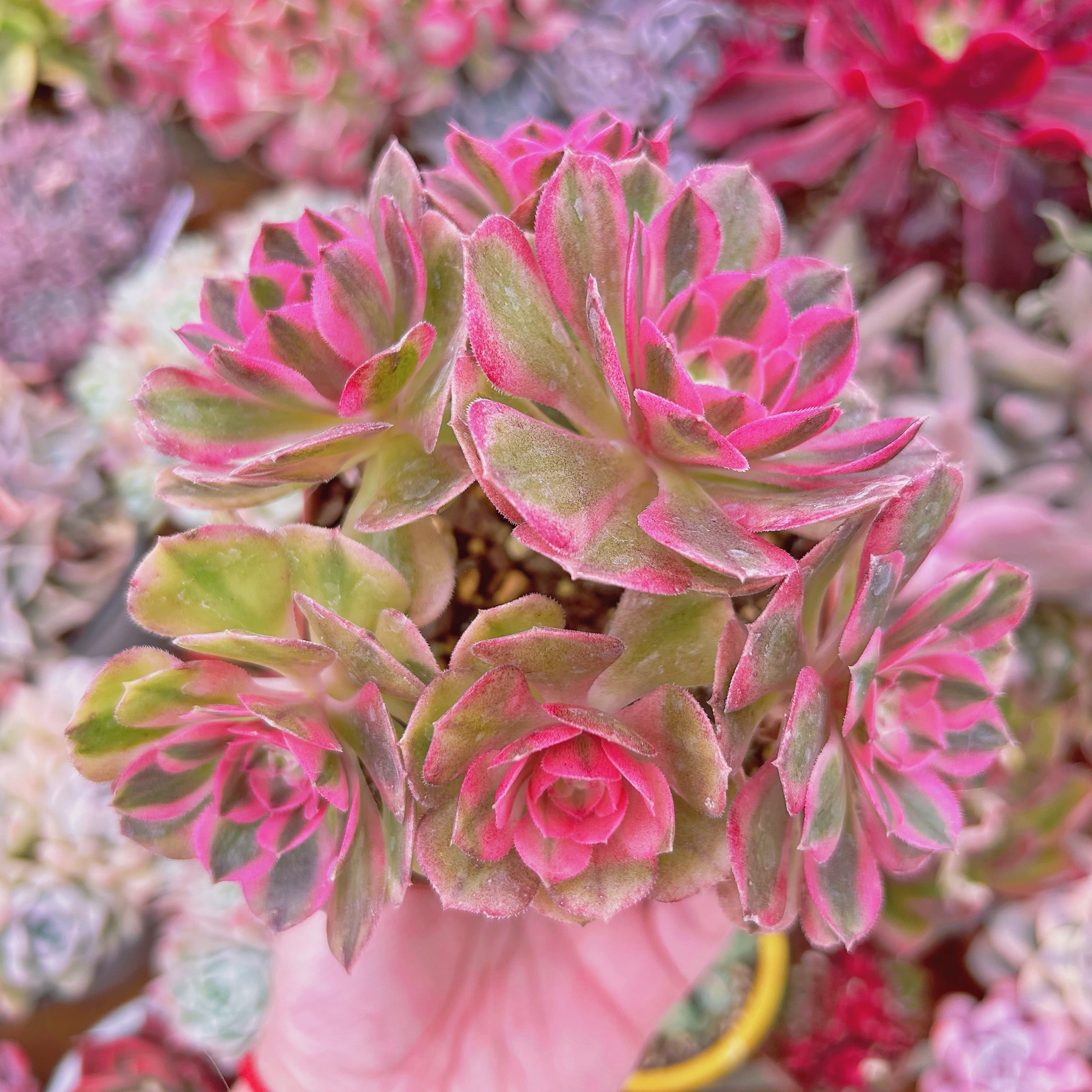 #019現物　多肉植物　ハロウィン白錦(Aeonium)　抜き苗