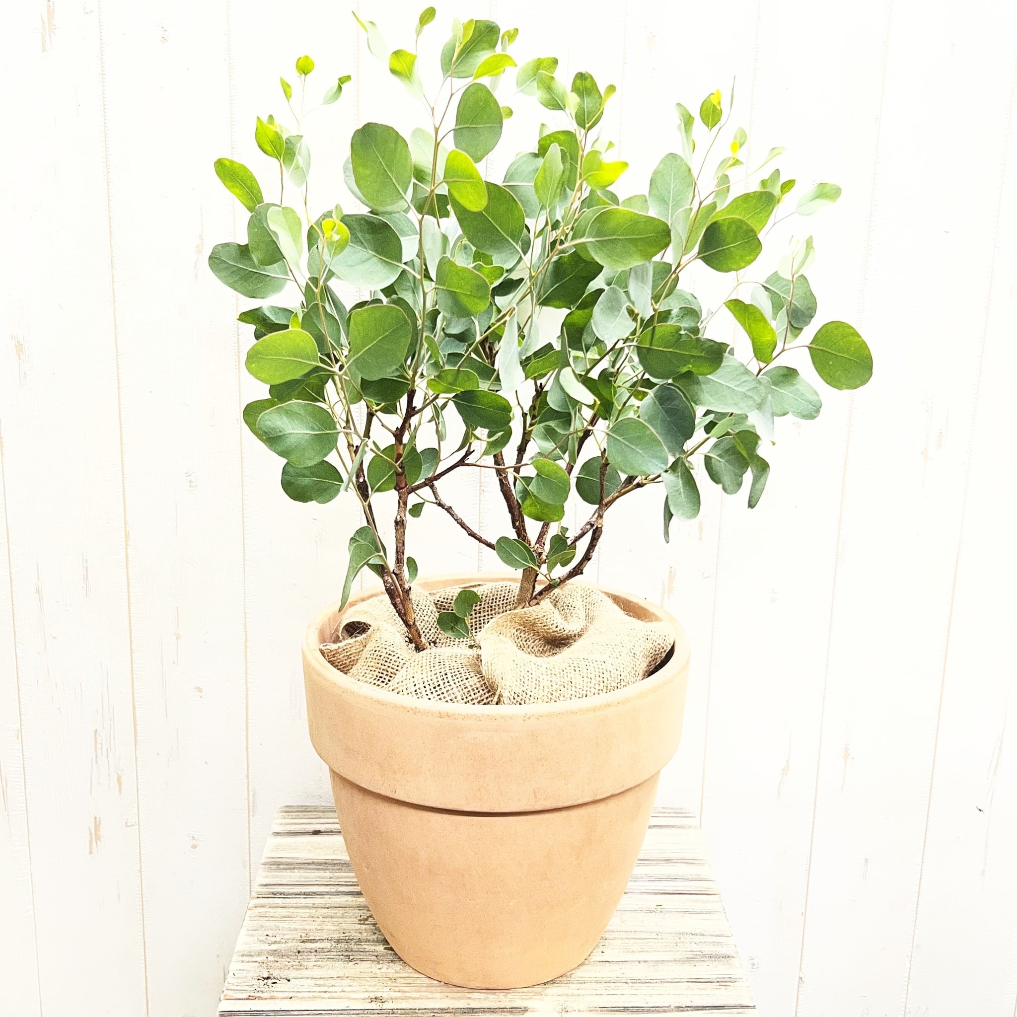 ユーカリ ポポラス テラコッタ鉢植え｜丸葉がかわいい人気品種