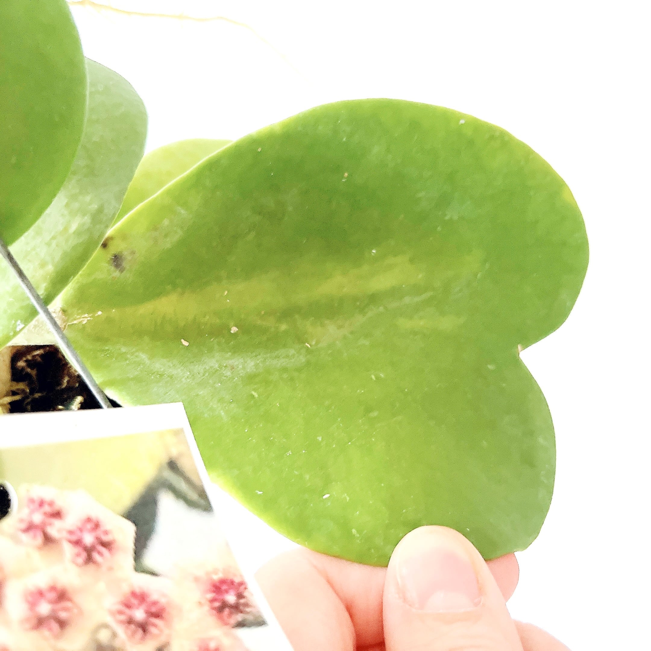 希少品種ホヤコレクション：Hoya kerrii Inner Variegata（ホヤ