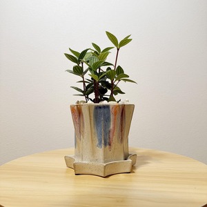 ペペロミア・プテオラータ