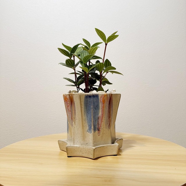 ペペロミア・プテオラータ