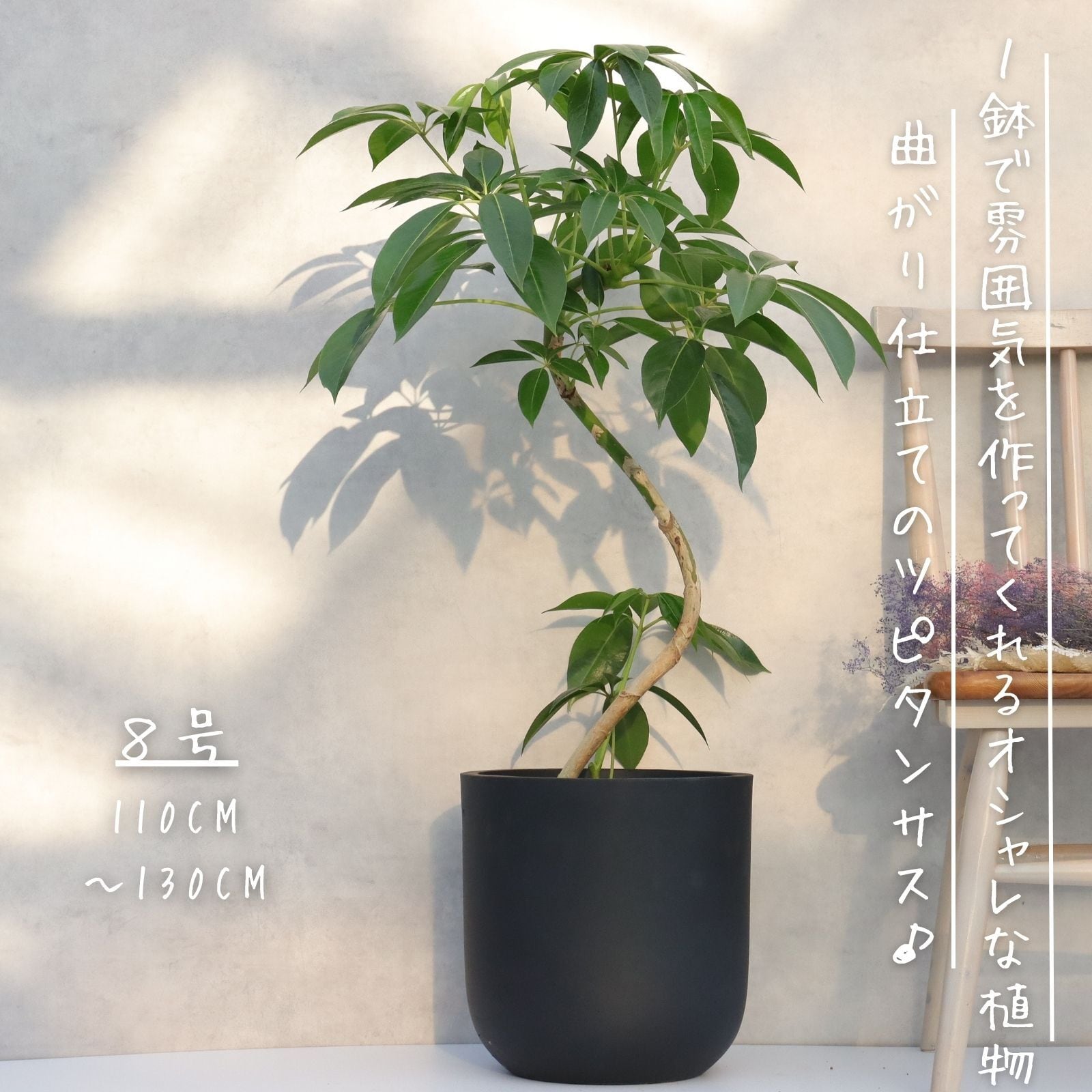 フィカス ベンガレンシス 曲がり 螺旋 仕立て 7号 ゴムの木 お祝い