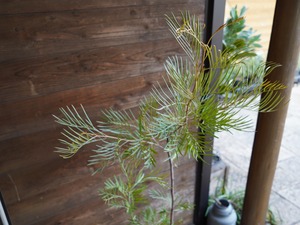 【現物】グレビレア ”カランドラジェム”