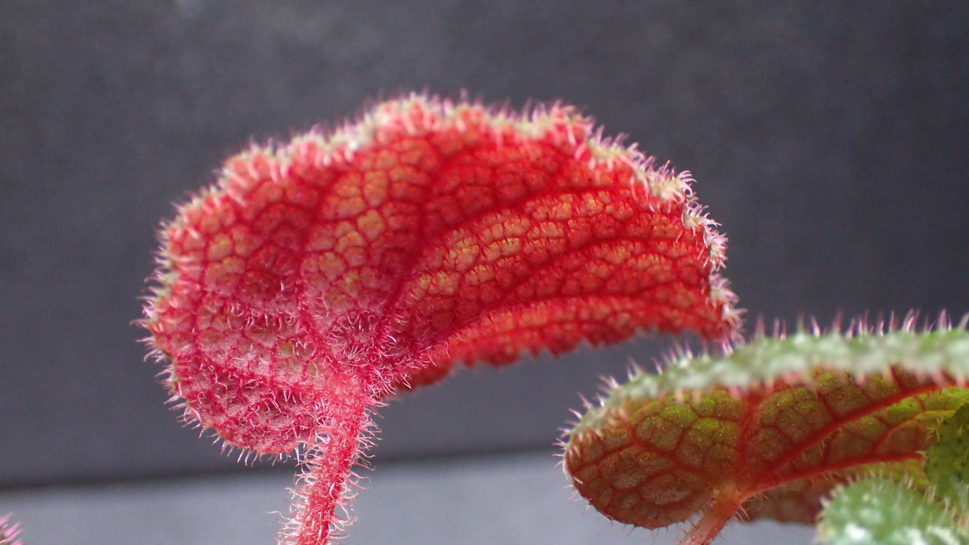 Begonia kui Dark form | 熱帯植物 水草