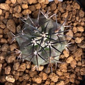 【Copiapoa】サボテン　コピアポア　デュラ　銅羅丸実生【150】