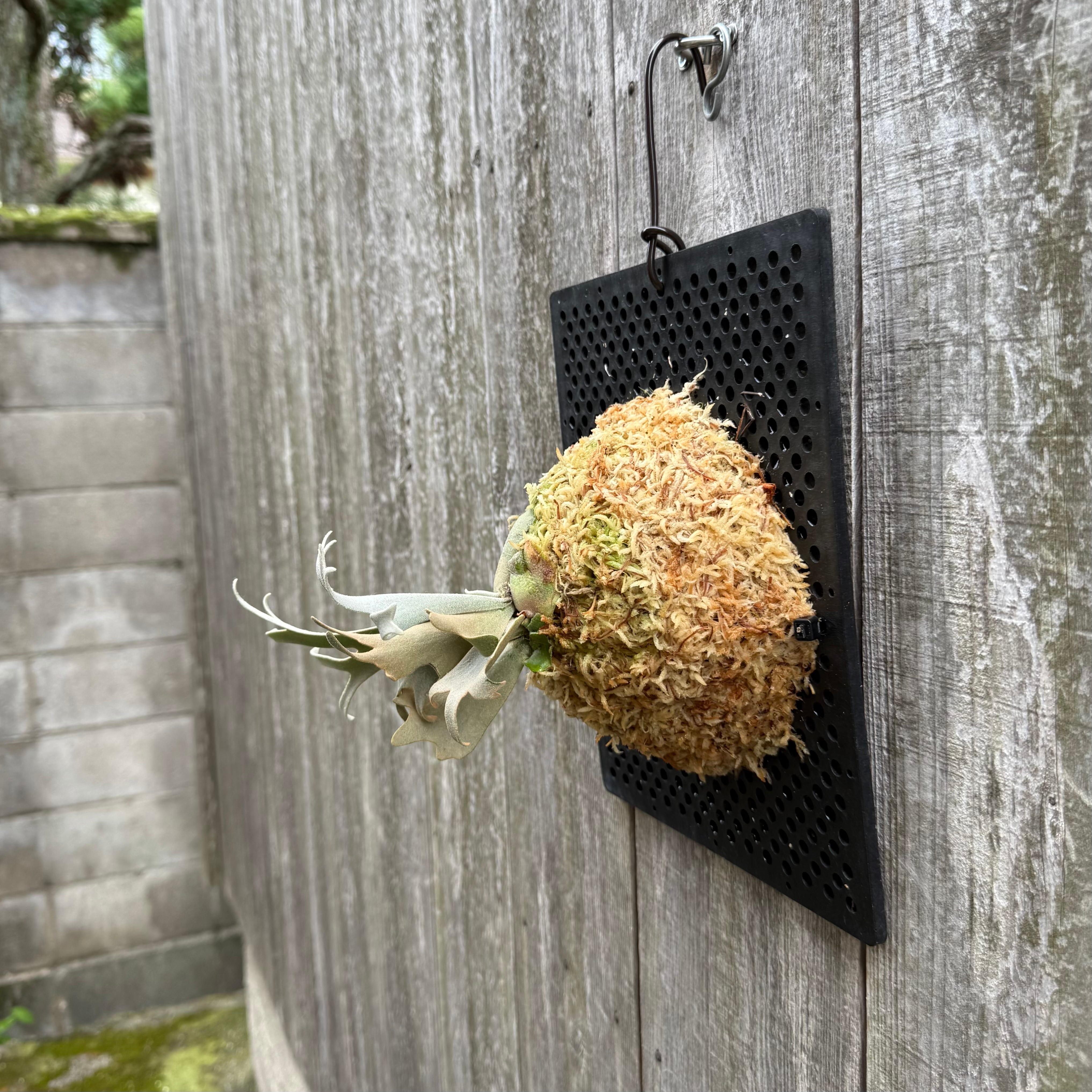 P. willinckii watchara sporelings dwarf (pup) | naturefix