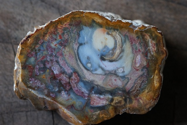 珪化木 Araucarioxylon ⑤