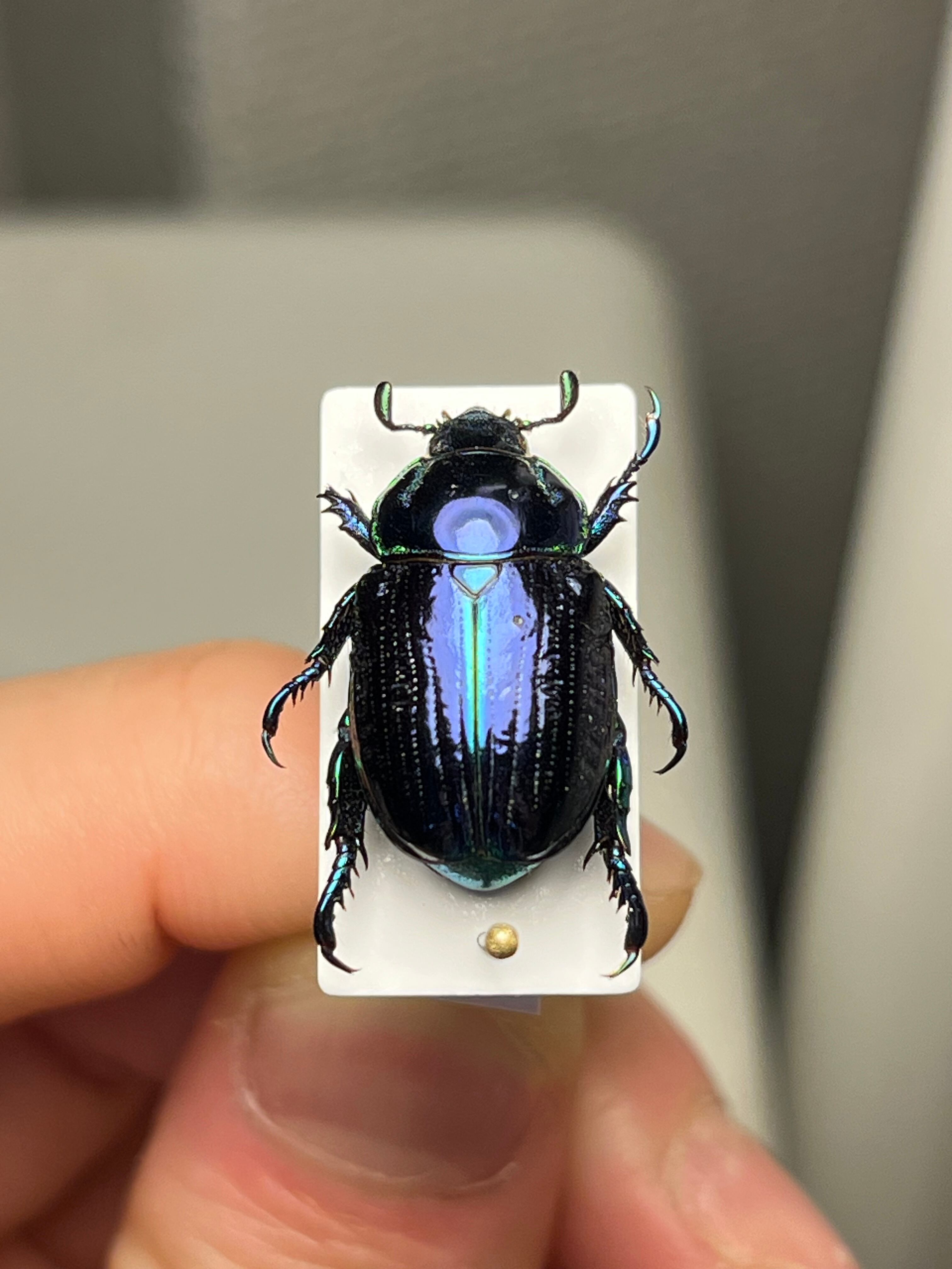18mm】Pelidnota sumptuosa プラチナコガネ コガネムシ ハムシ