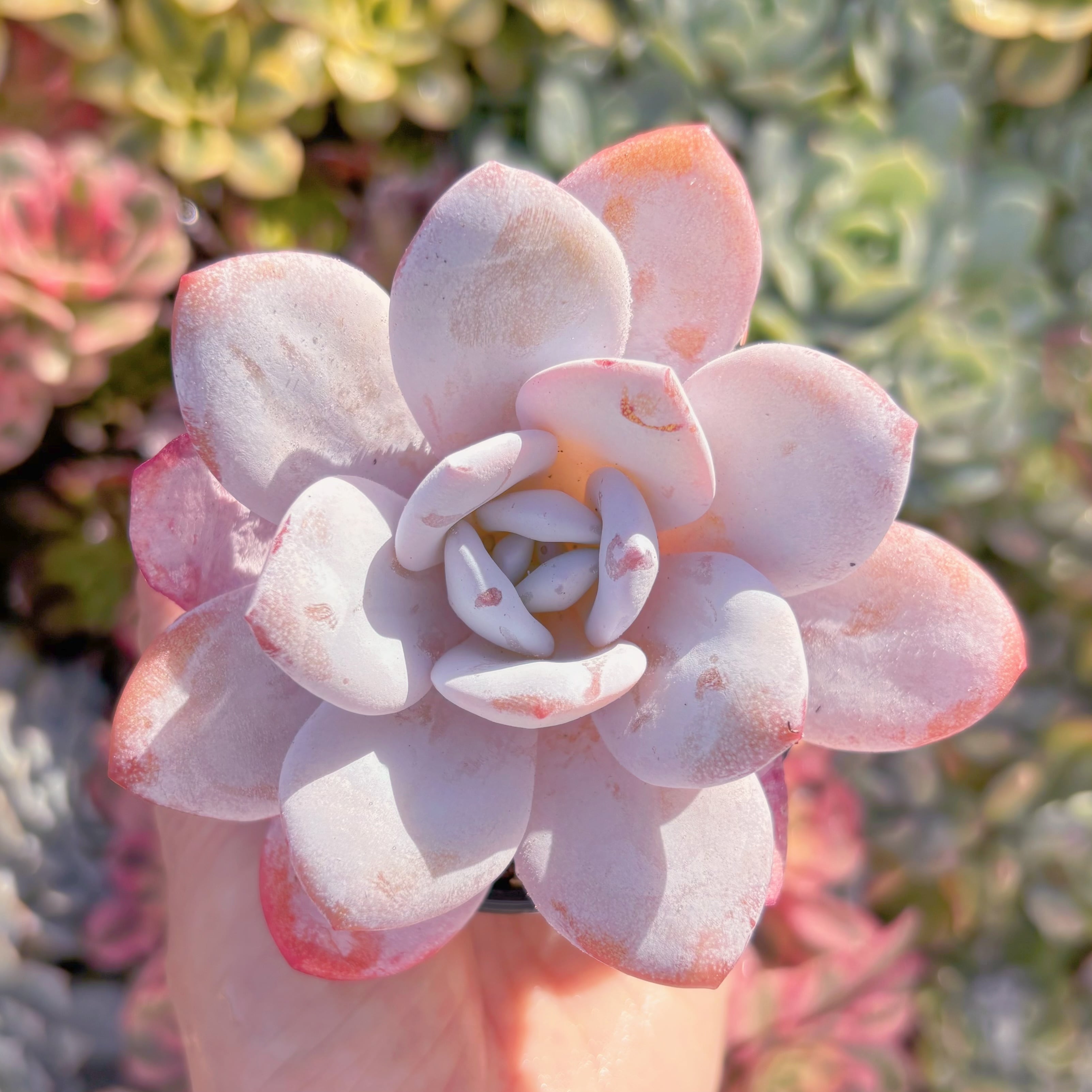 現品　ピンクラウイ#K047　るる農園