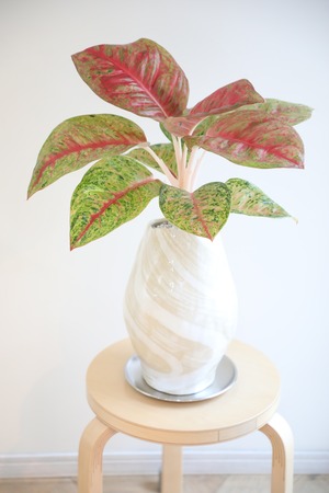 【M】アグラオネマ ルビー/Aglaonema