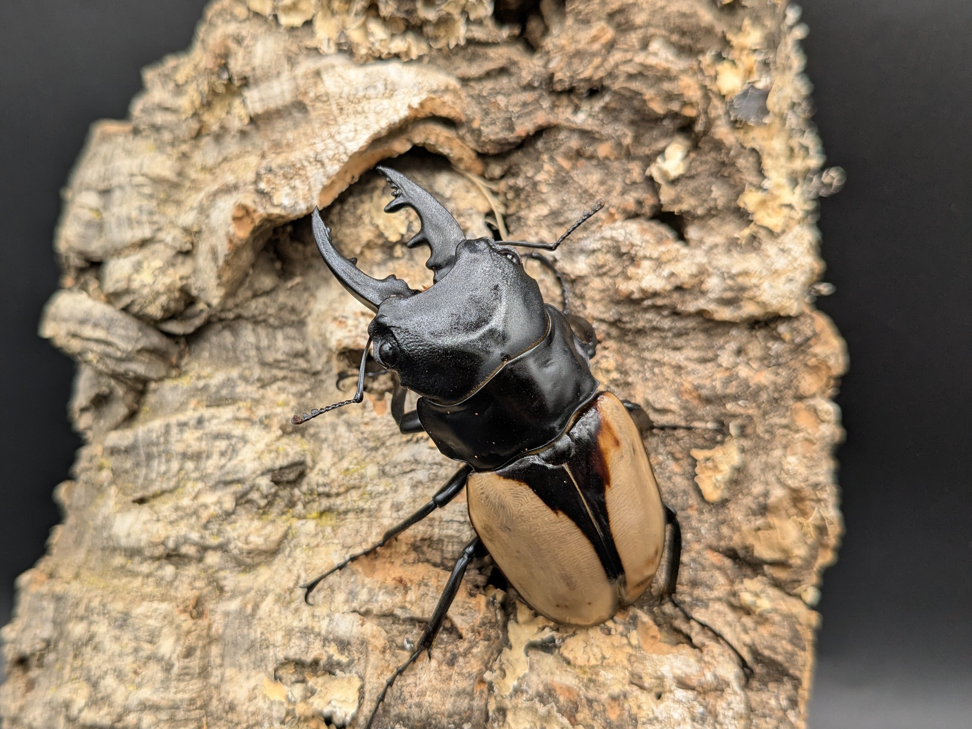 ブルマイスターツヤ ♂71mm♀47mm