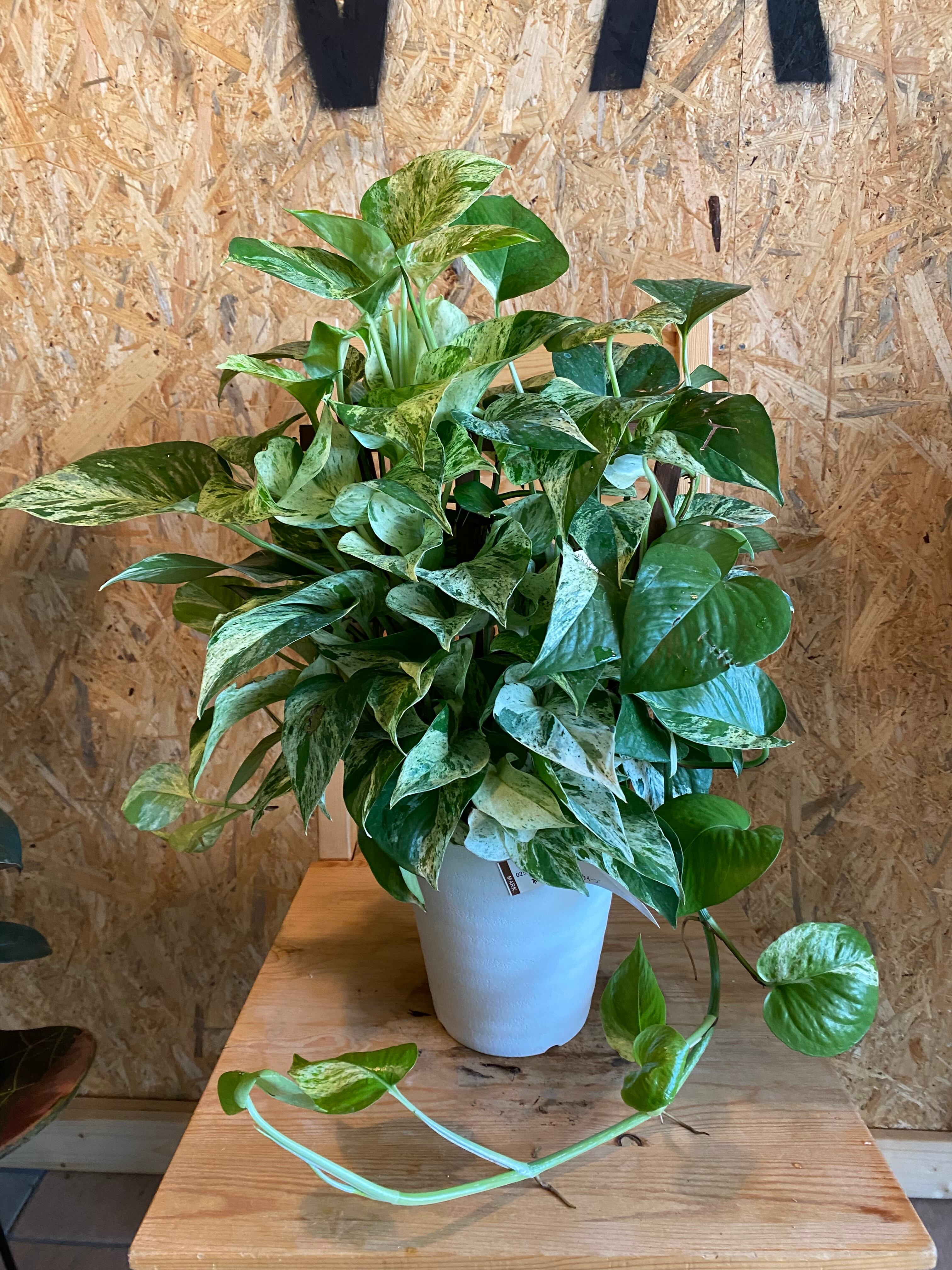 ポトス マーブルクィーン H50cm W50cm