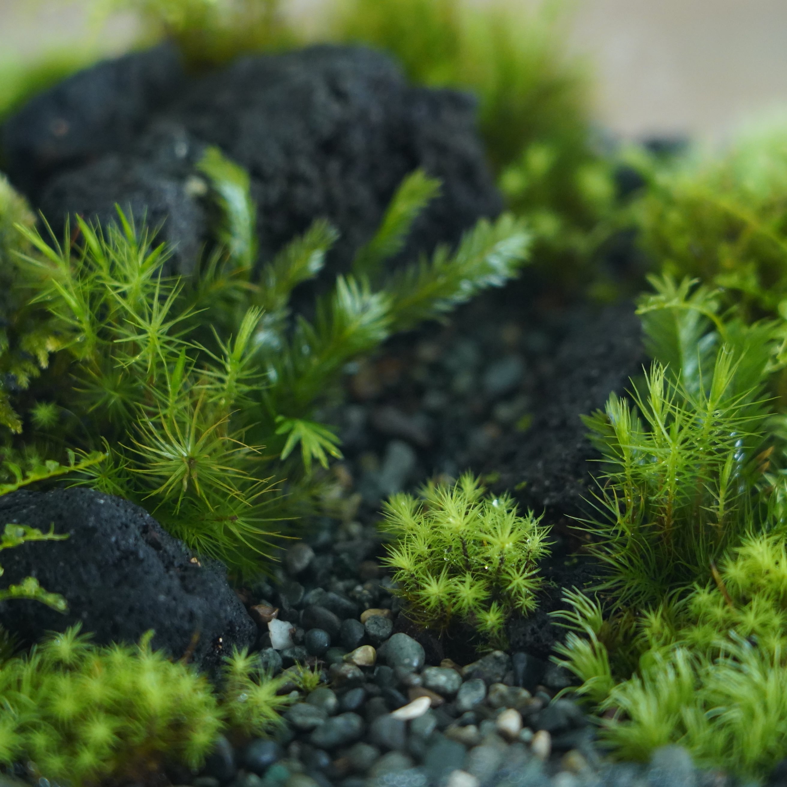 苔テラリウム作品『山の思い出』◇限定作品 4.19#3 | 苔テラリウム専門