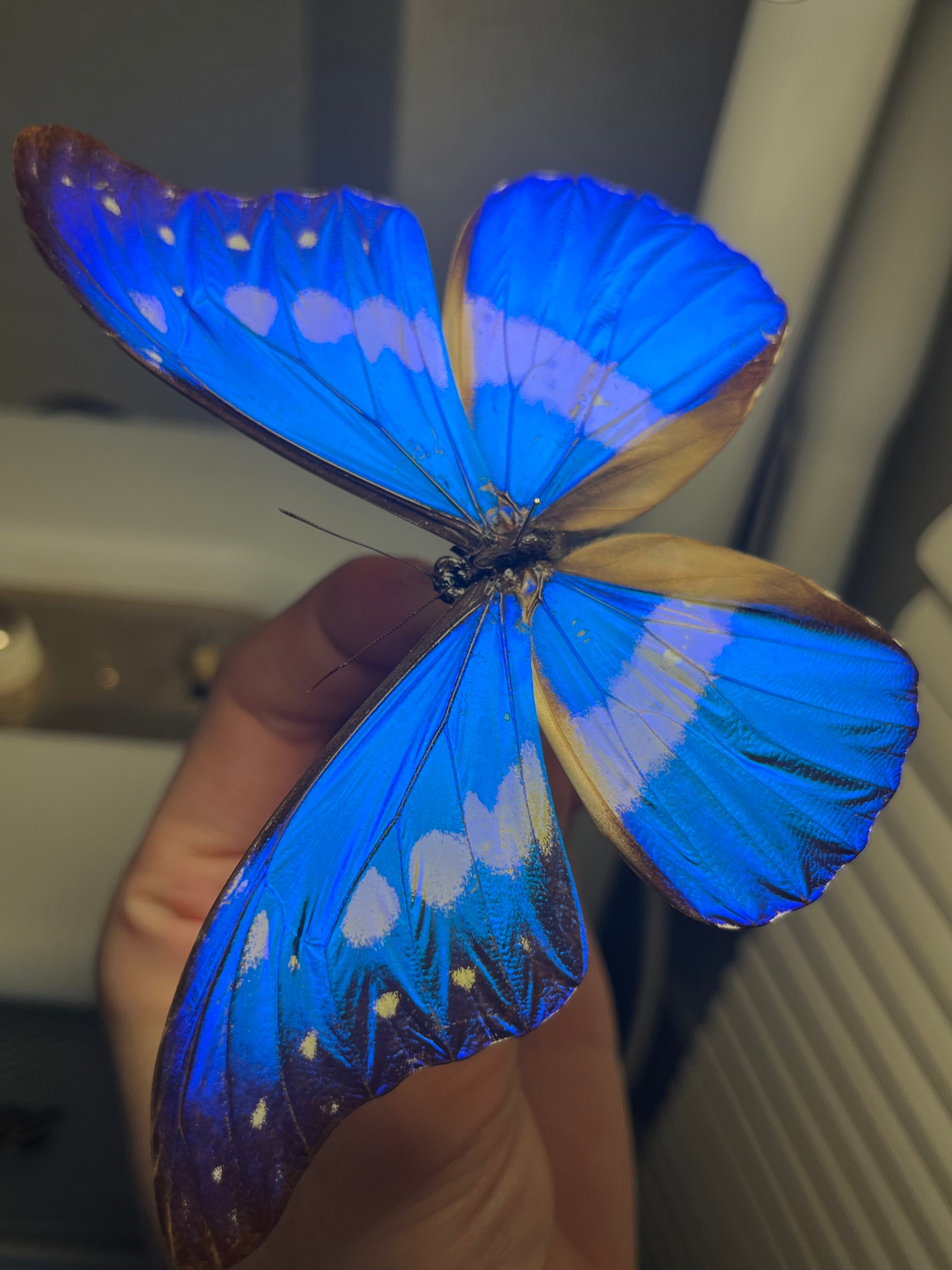 ヘレナモルフォ レテノールモルフォ蝶 蛾ピカソモスモルフォチョウ