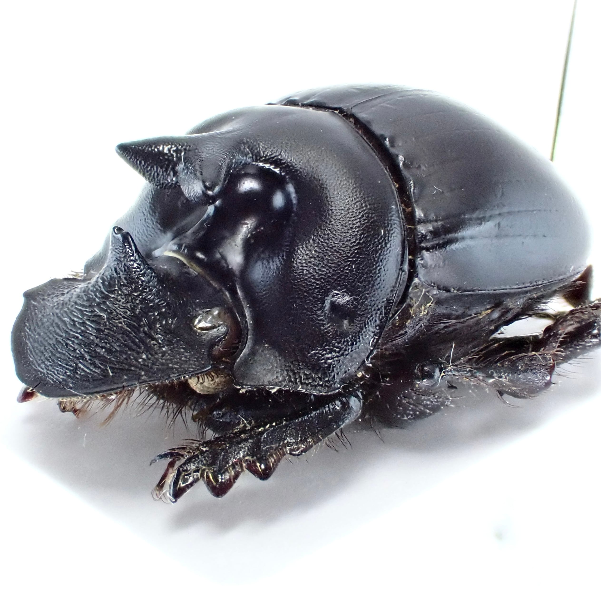 ペルー産 Dichotomius diabolicus ♂ 20mm | 昆虫標本 Diggers & Rollers