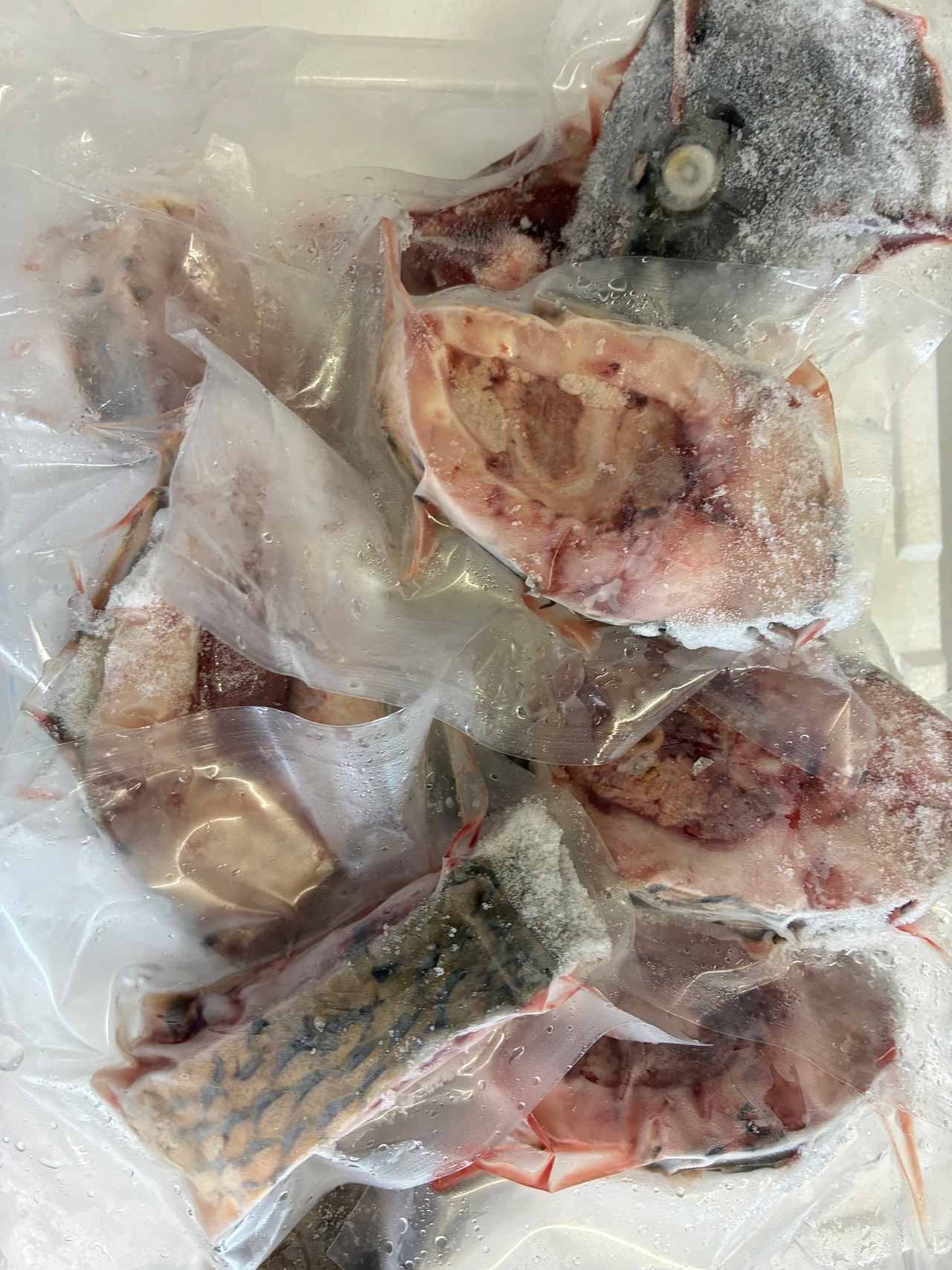 【１点のみ・活魚時1.3kg•定価より480円引き】［冷凍］鯉輪切り中サイズ　8切り　ウロコ処理済