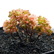 カット苗 小人の祭り錦 Aeonium sedifolium f.variegata