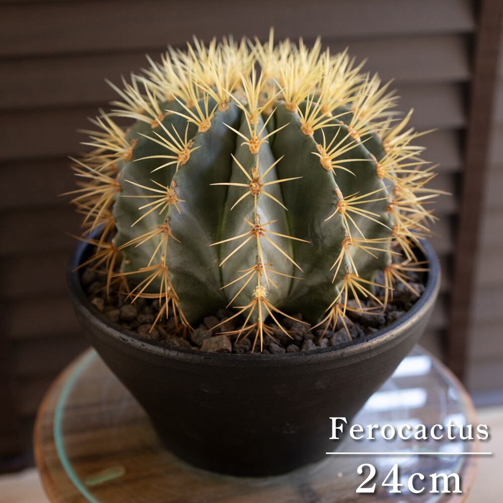 【発根済】24cm 王冠竜 フェロカクタス ブルーバレルカクタス サボテン 8号 ドライガーデン 0919BK