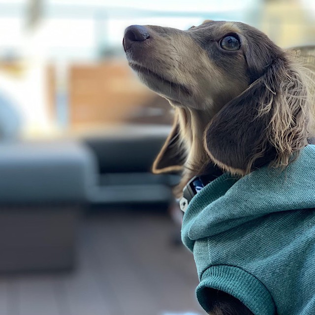 ショートパーカー カニンヘンダックスとミニチュアダックス専門のお洋服webショップ Rum Pino Couture ショートパーカー カニンヘンダックスとミニチュアダックス専門のお洋服webショップ Rum Pino Couture