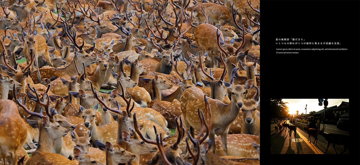 写真集『DEER PARK 世界でここにしかない奇跡の場所』 | kazutosato