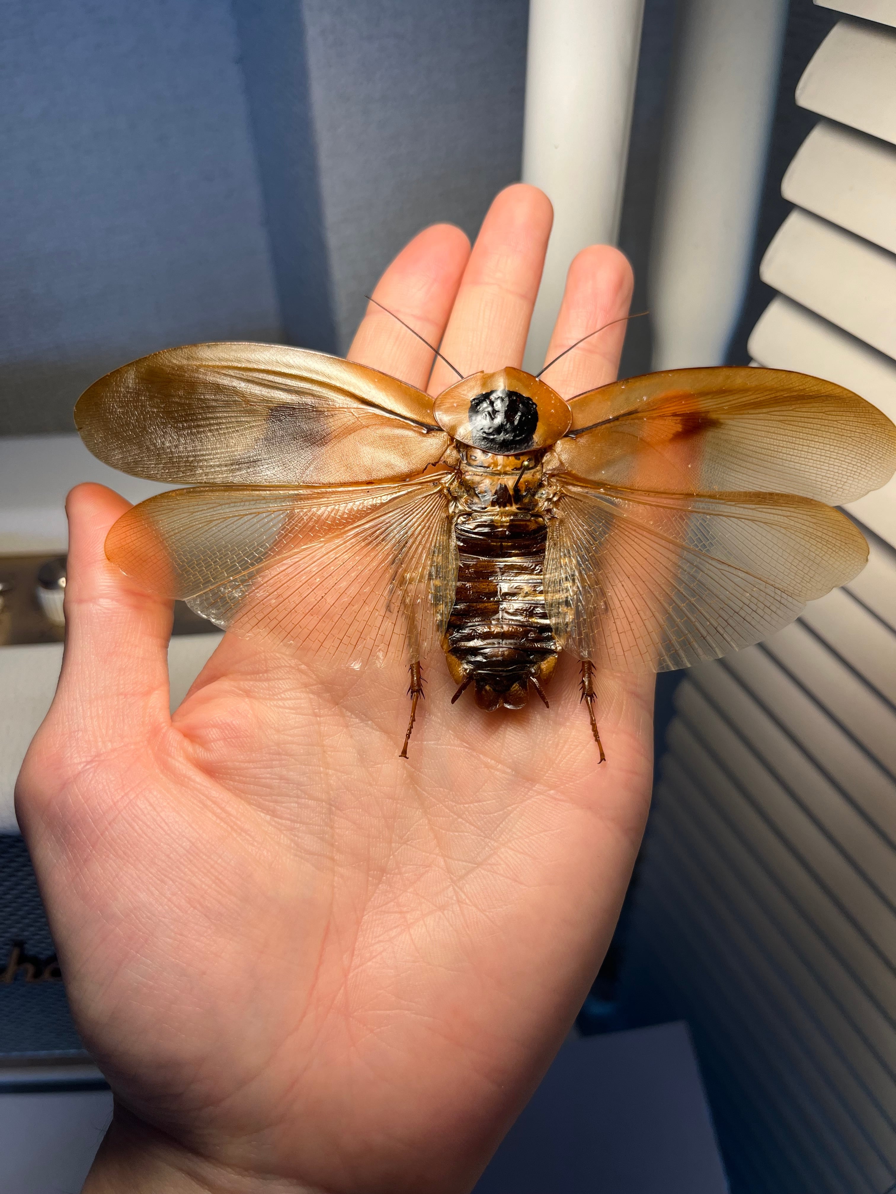 蜚開翅】ブラベルスギガンテウス ゴキブリの標本 レッドローチデュビア