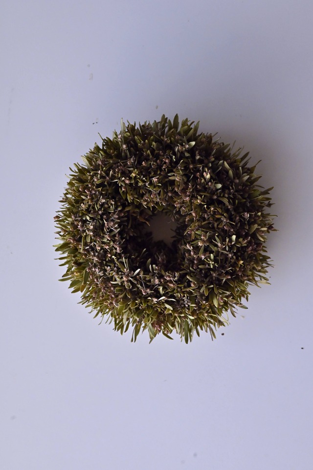 リューカデンドロンのリース