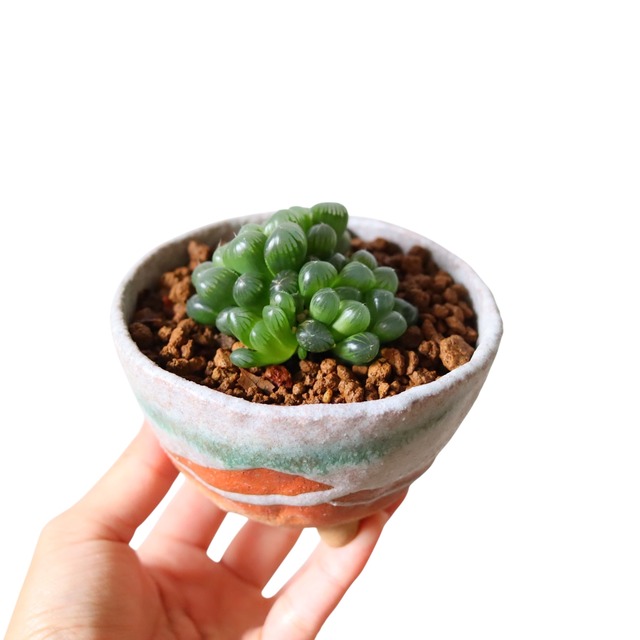 ハオルチア オブツーサ（信楽焼）