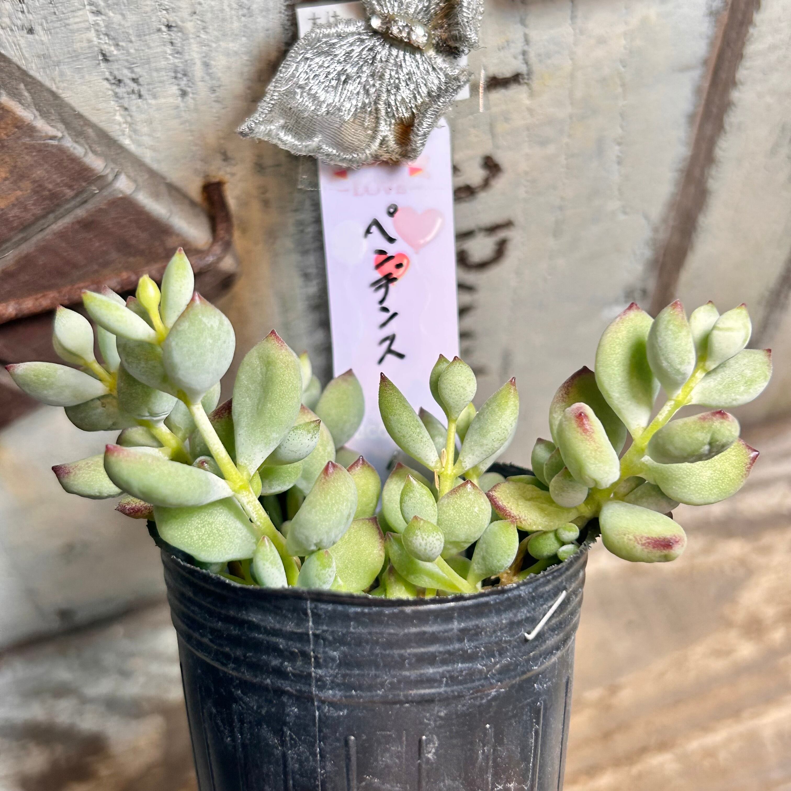 ペンデンス　抜き苗① ペンデンス | RuPo 多肉植物専門店