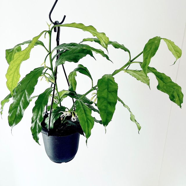 【残り一点】ホヤ・デシプラエ 4号 ｜花芽付き・吊り鉢仕立て＊国内希少種 観葉植物【calm cafe × GreenBell】