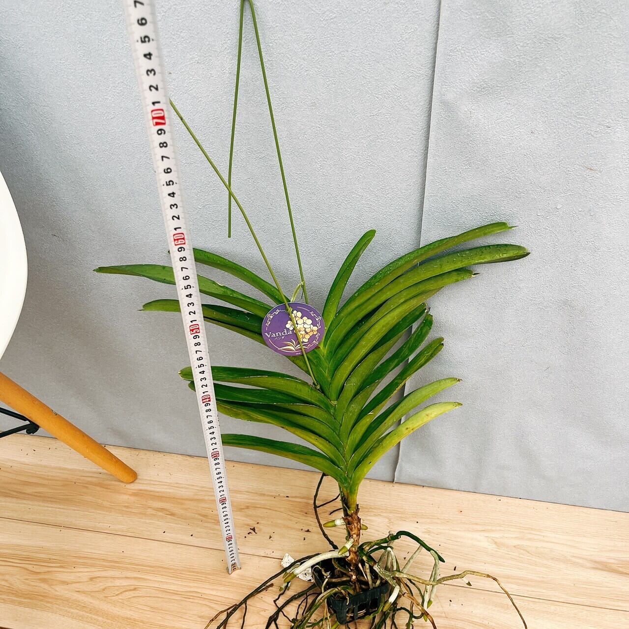 現品］9番 蘭 バンダ 観葉植物 レア ハンギング ラン かわいい 吊り