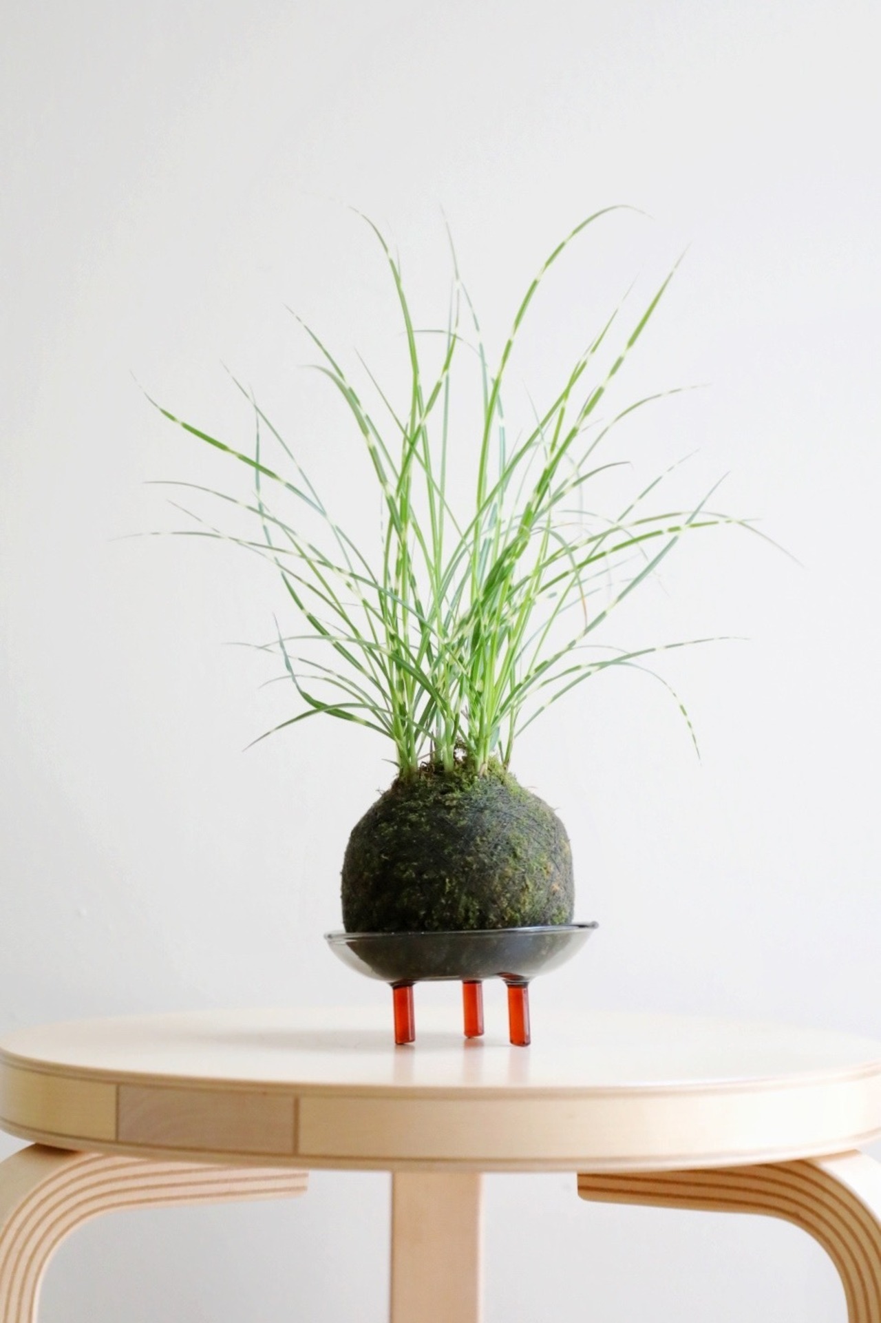 【S】ヤハズススキ 苔玉
