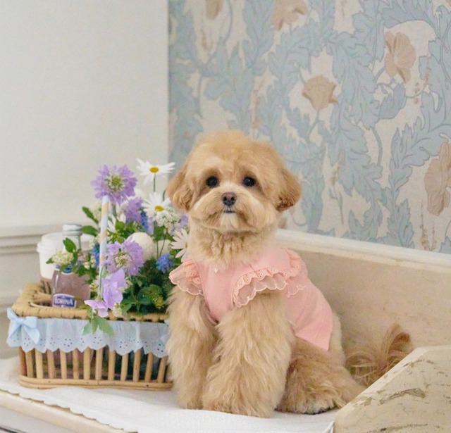 即納【MYLITTLEDOG】Blossom Sweatshirt (peach)