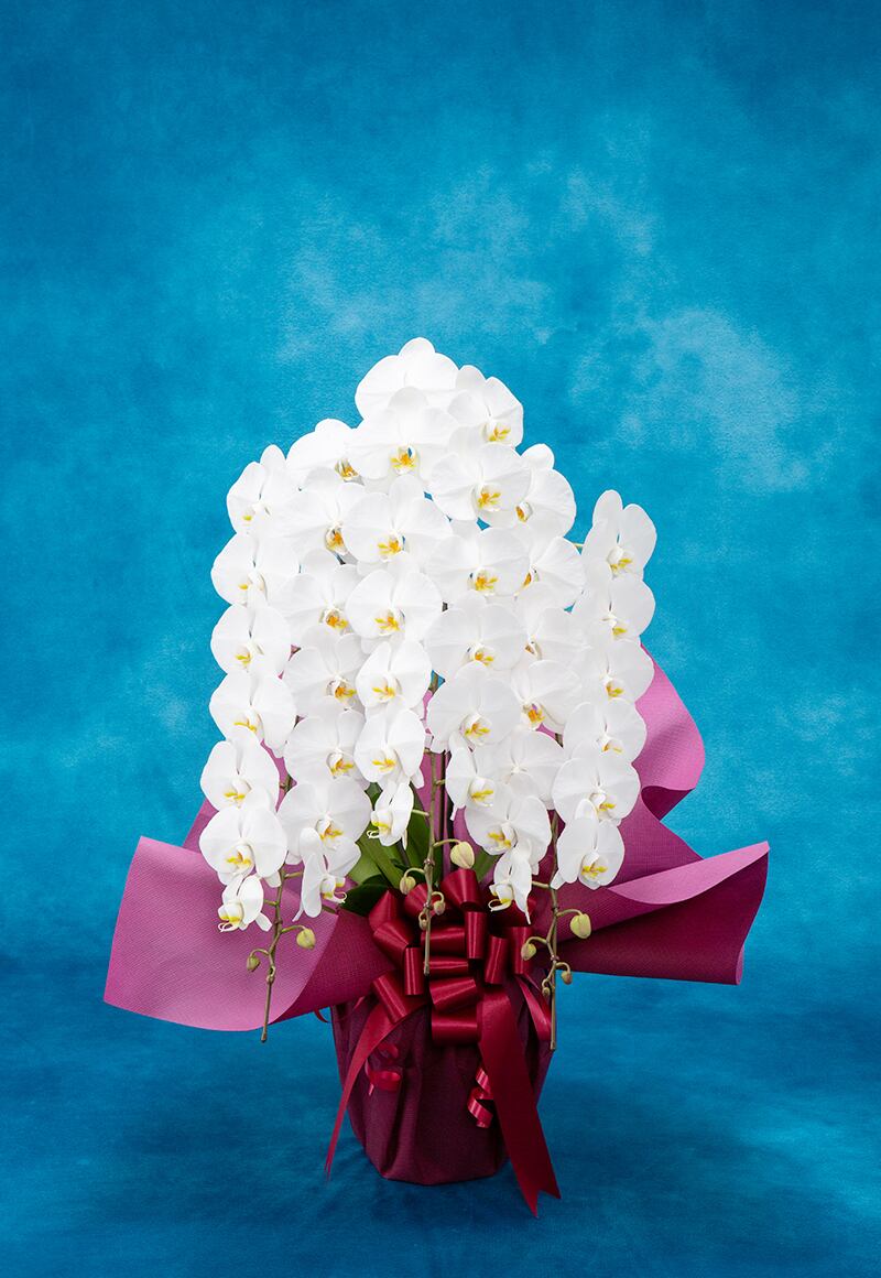 胡蝶蘭(50輪前後)3本立ち