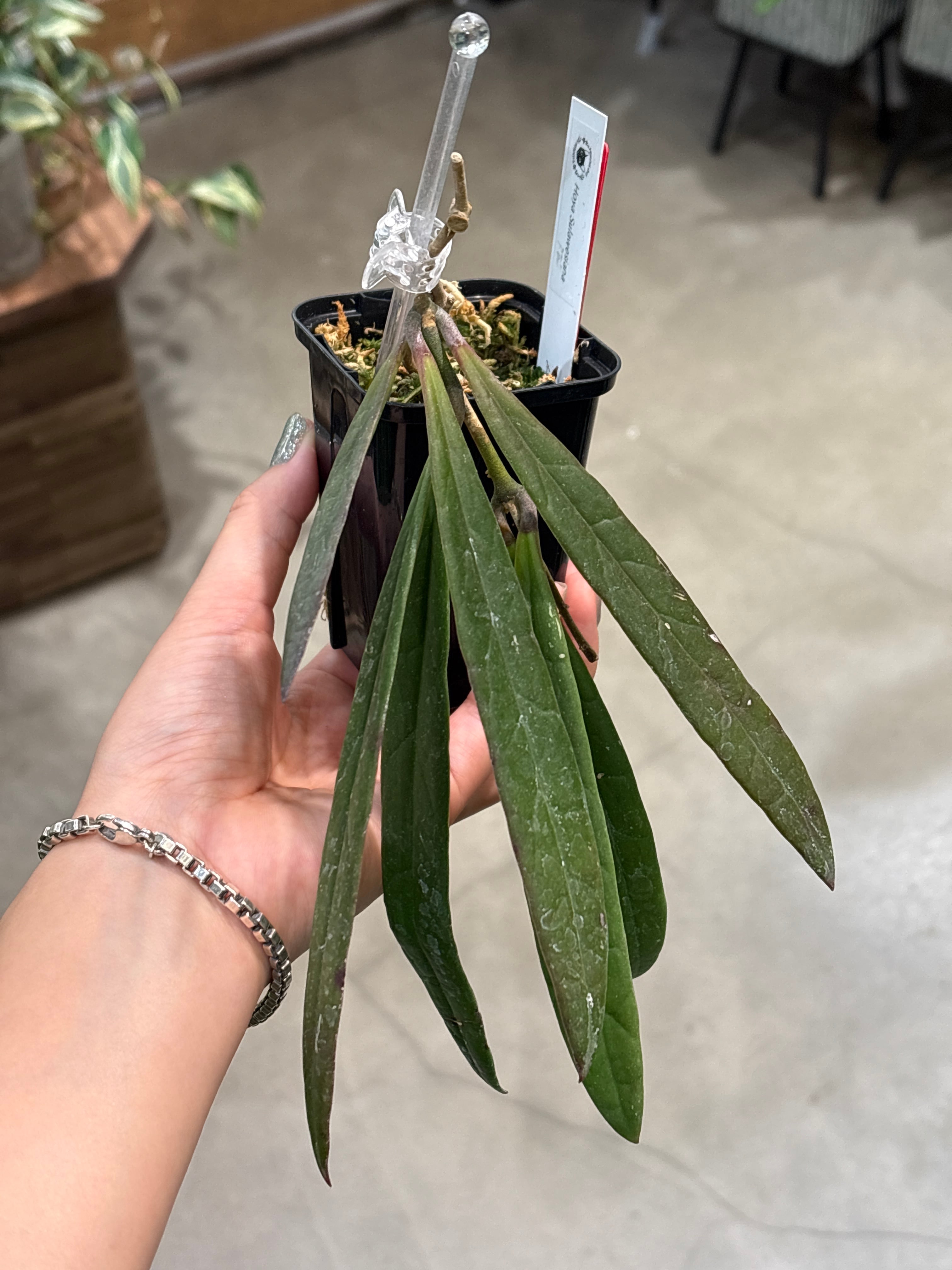 ホヤ スラウェシアナ レッド | MIDORIYA 観葉植物専門店