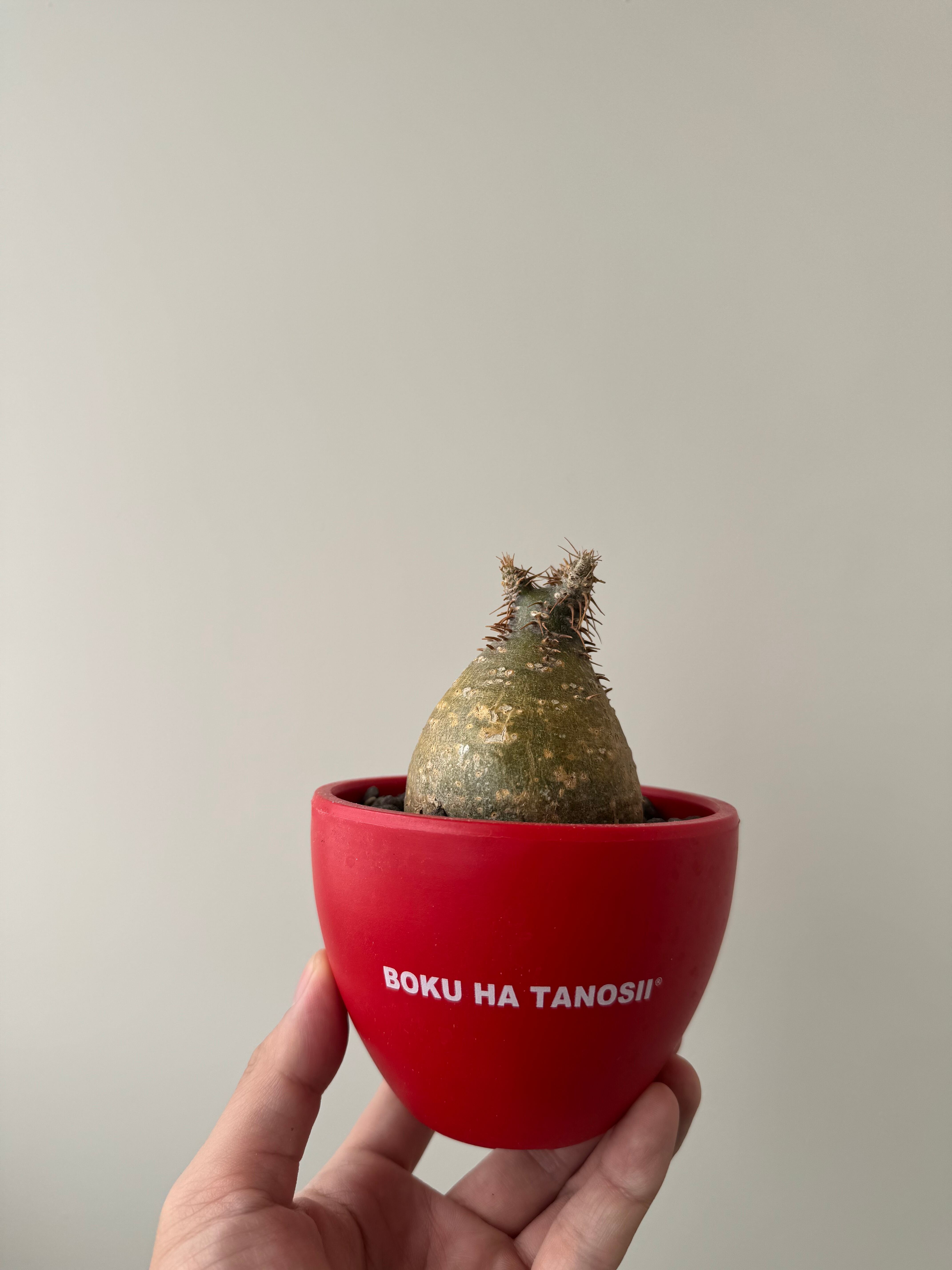 パキポディウム グラキリス 大株17cm コレクション ぼってり パキポディウム グラキリス-PG248 | Supervoid Caudex