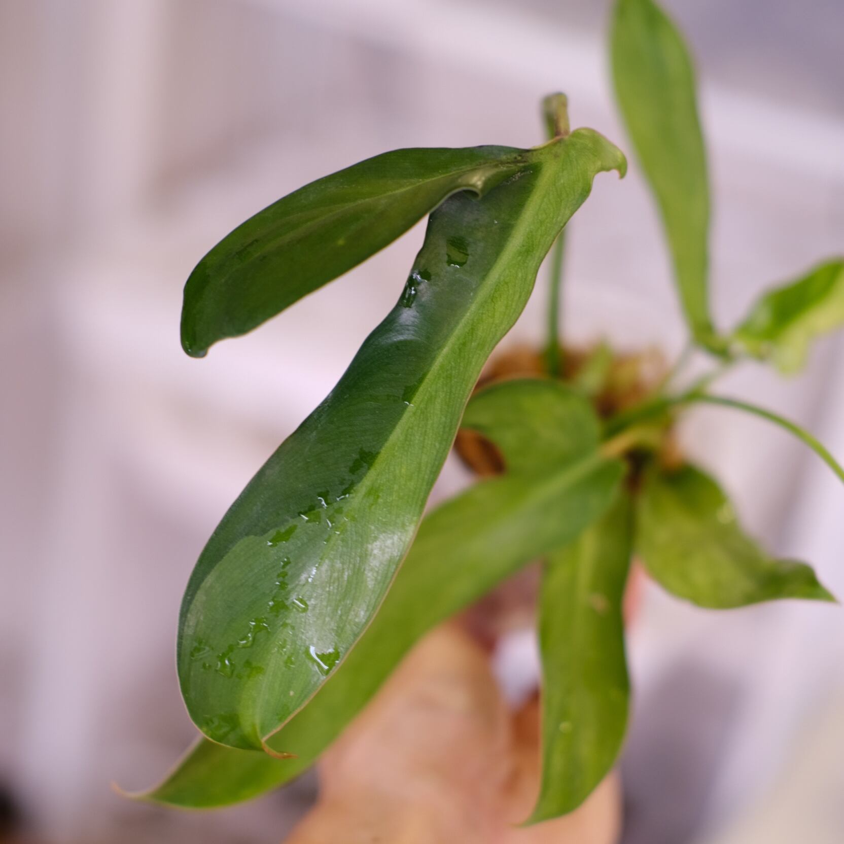Anthurium Ralph Lynam / アンスリウム・ラルフ・リナム③ Anthurium Ralph Lynam / アンスリウム・ラルフ・リナム③