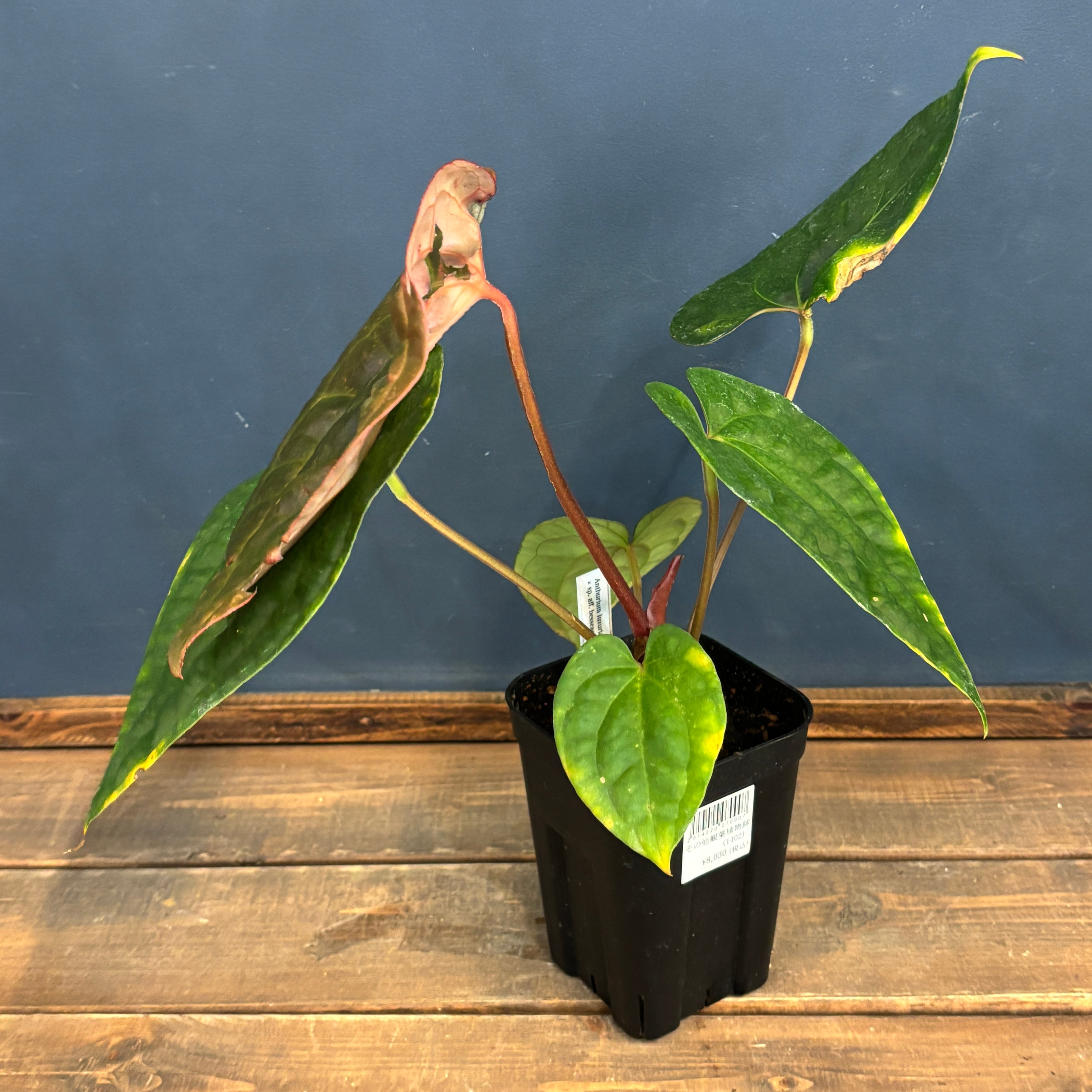 クリアランス】アンスリウム luxurians(red) × sp. aff. besseae【184