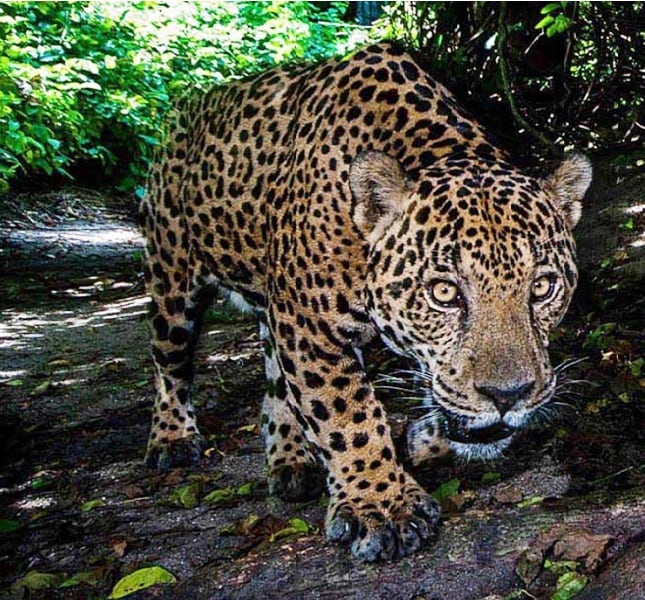 Costa Rica Jaguar Honey（コスタリカ ジャガー ハニー）100g 【受注焙
