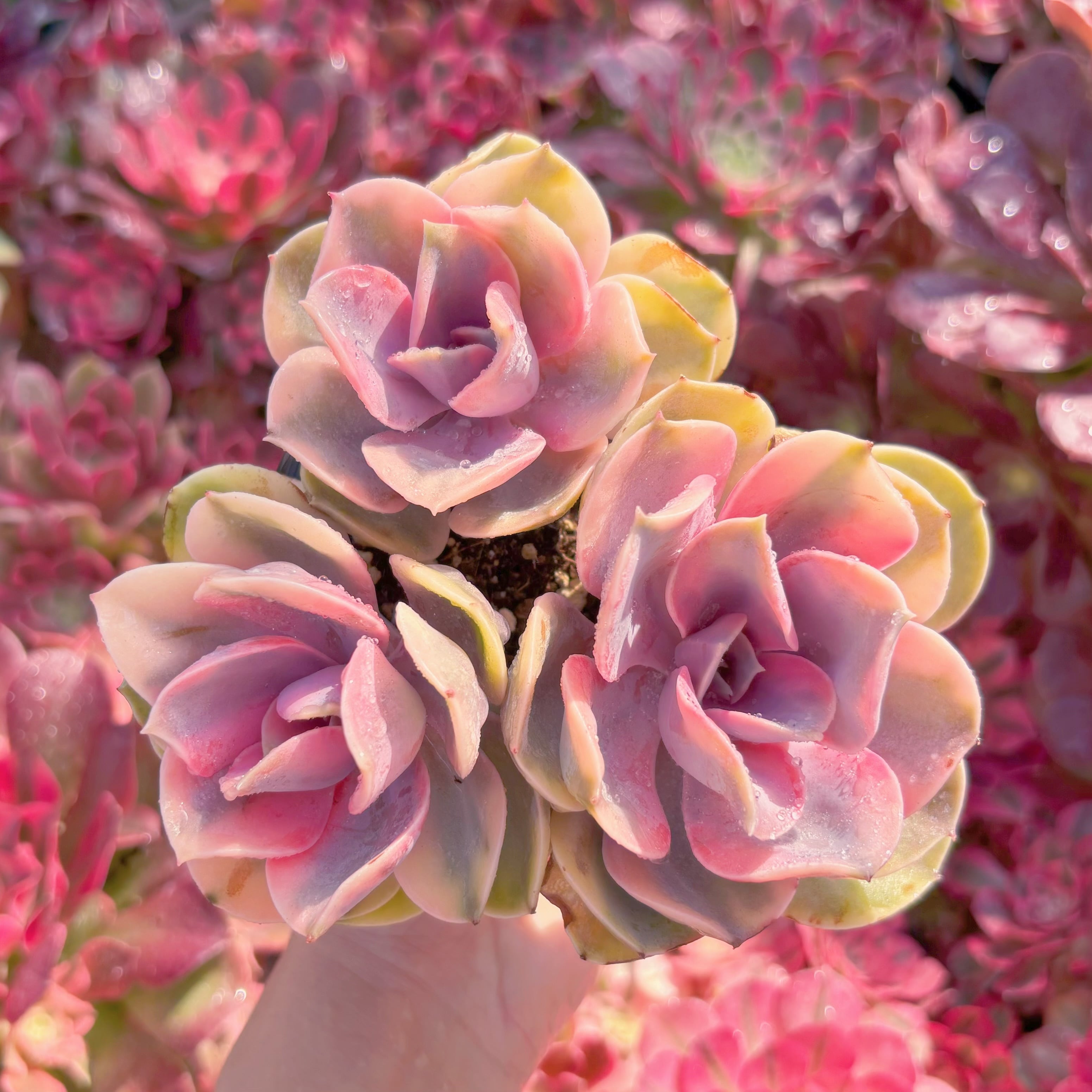 現品　レインボー#K122　群生　るる農園