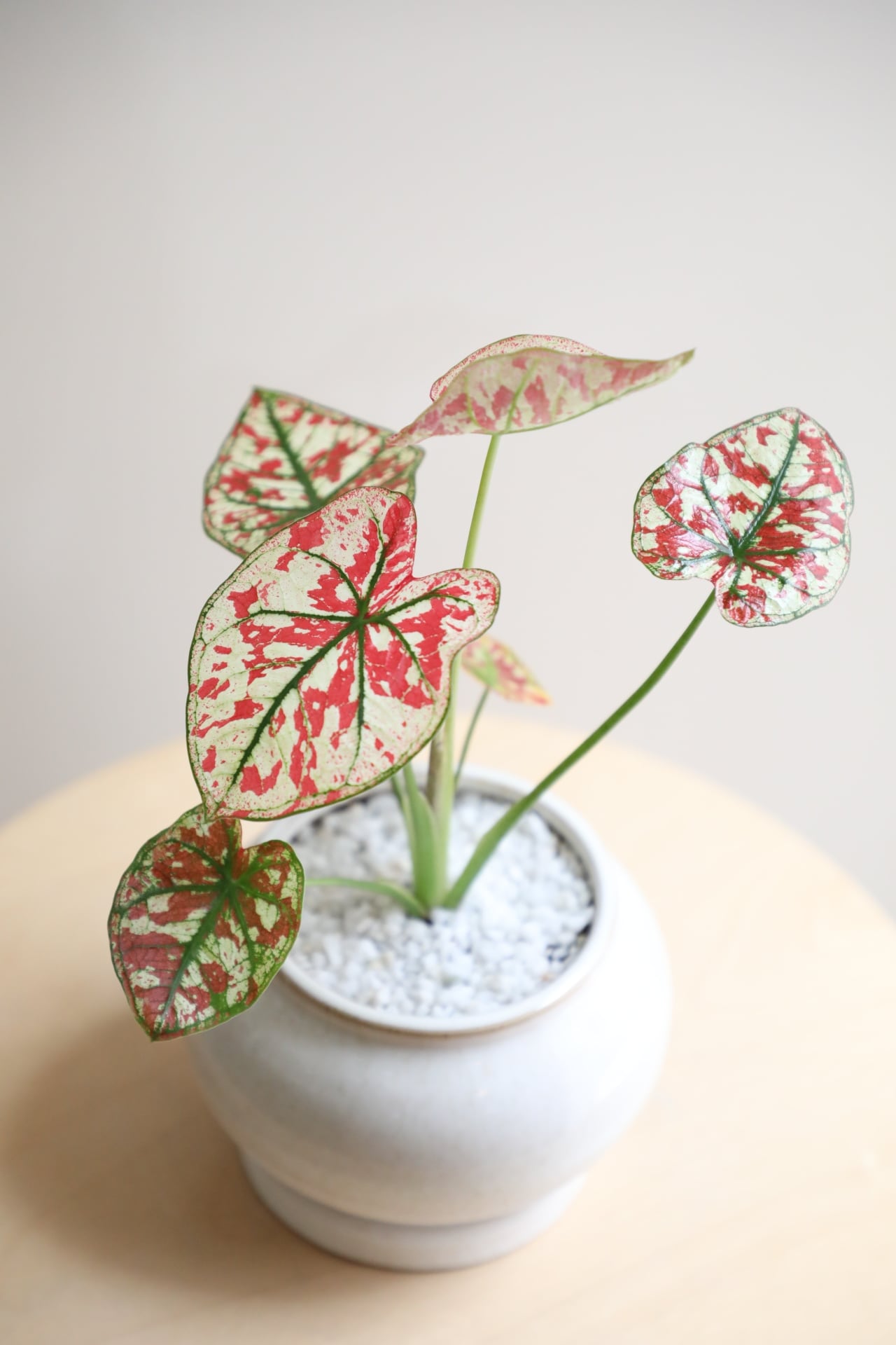 S】カラジウム ユニバース/Caladium | 【厳選植物・器】MIDORI DOUMEI