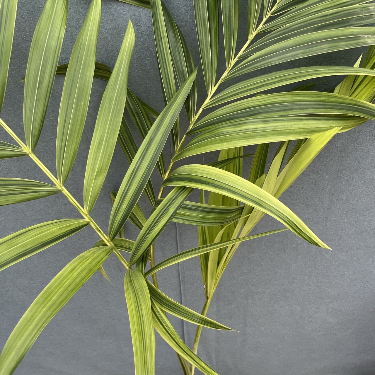 現品］【希少】8番 マニラヤシ 斑入り 観葉植物 大型 室内 8号 プラ鉢