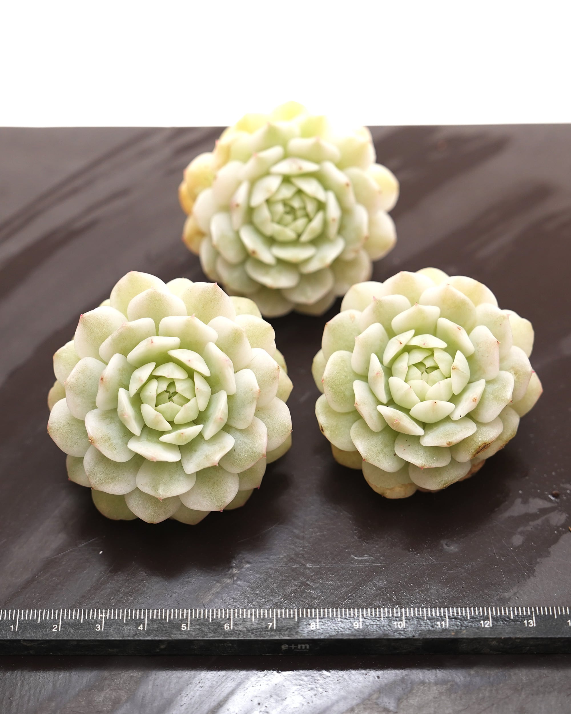 カット苗 静夜錦 Echeveria derenbergii f.variegata | PUKUBOOK