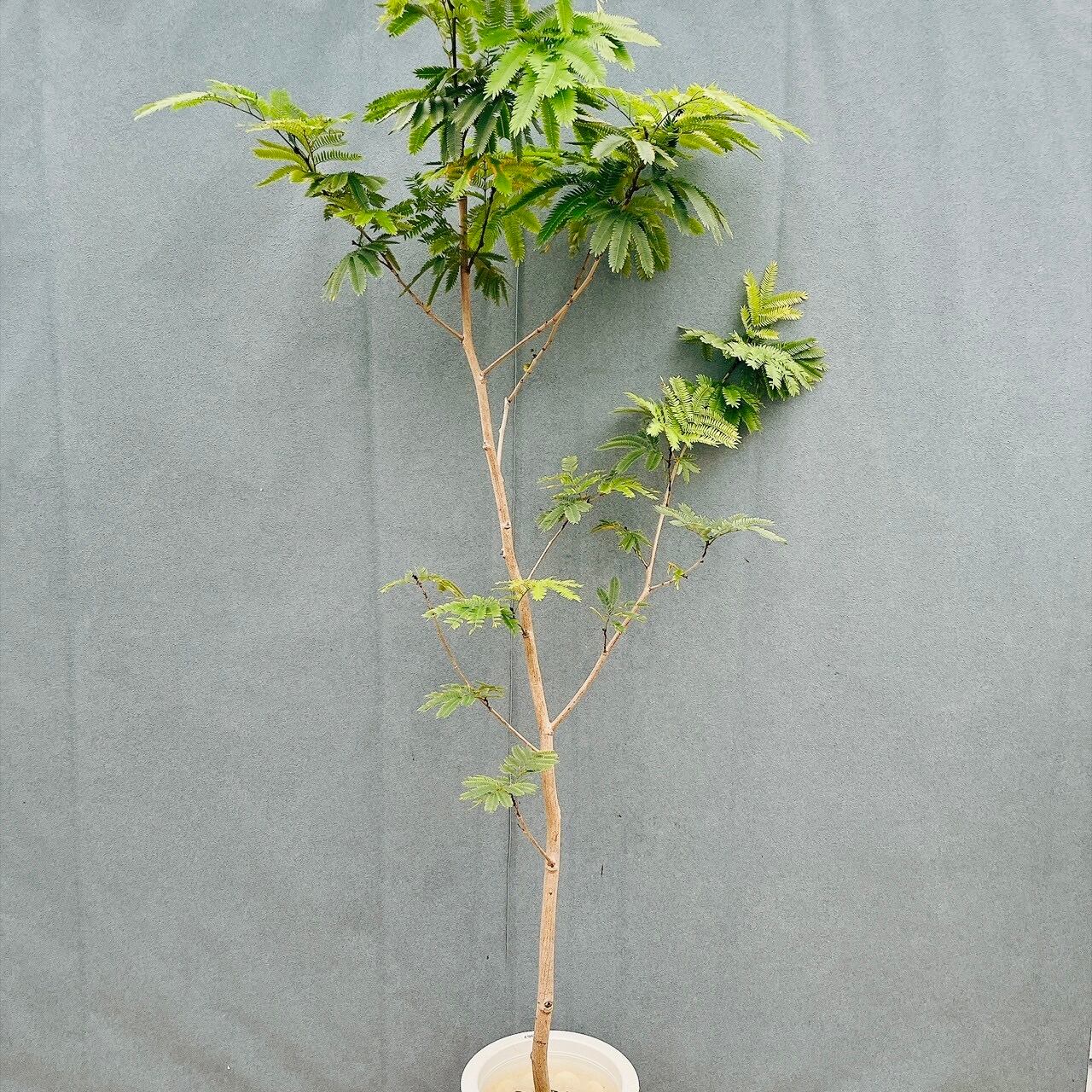 現品］90番 キンコウボク 6号 観葉植物 屋外 珍しい 金厚朴 香水 花