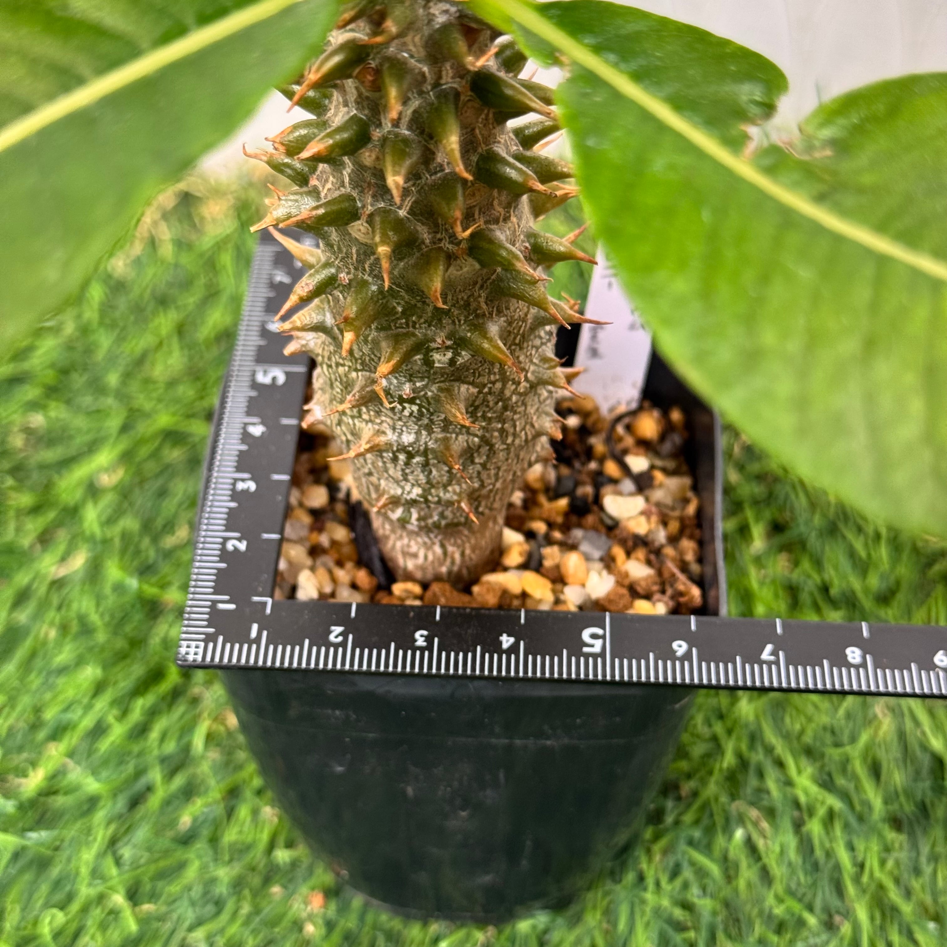 パキポディウム バロニー 実生 | bebebeplants