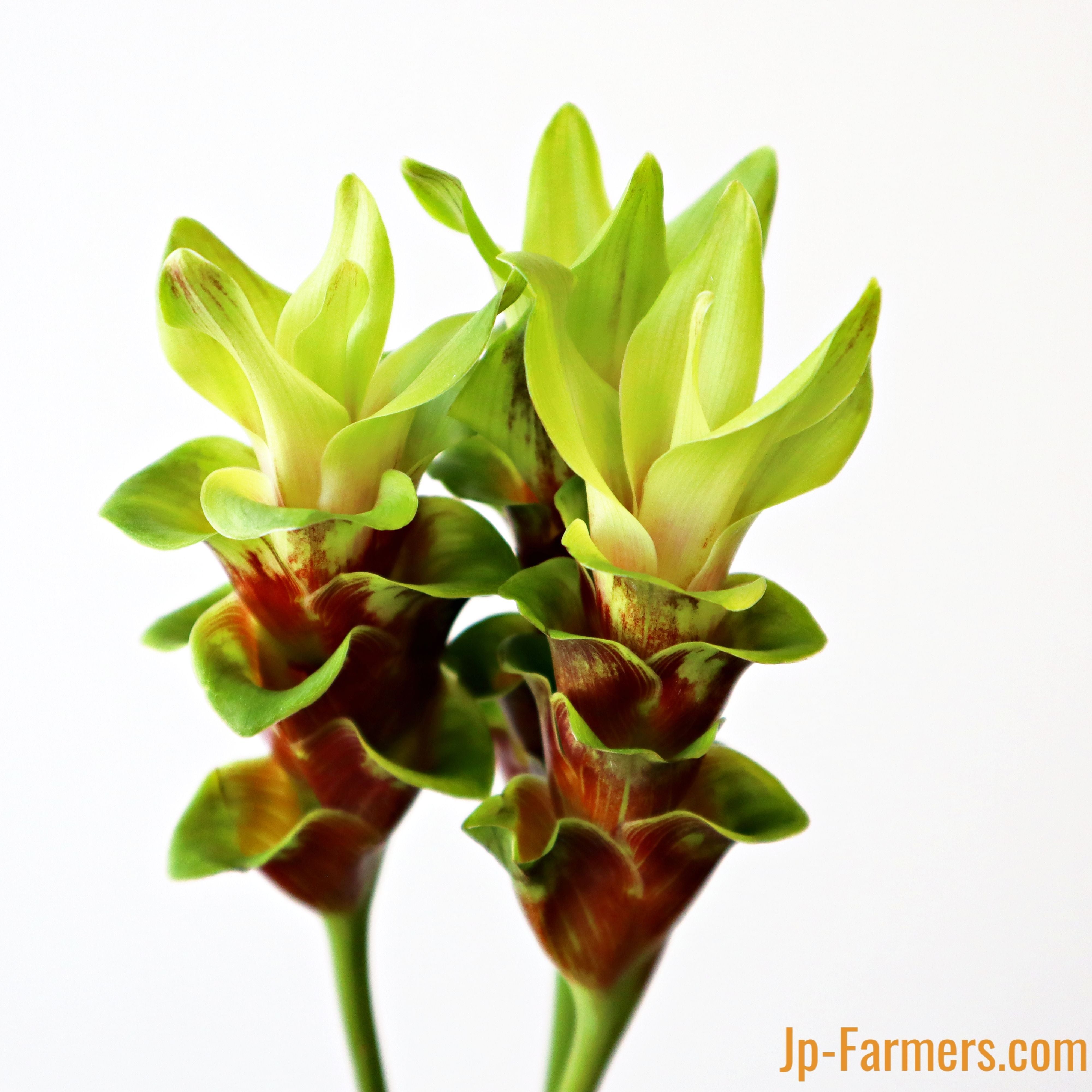 ◇色で選ぶ◇ | 新鮮お花問屋 Jp-Farmers.com