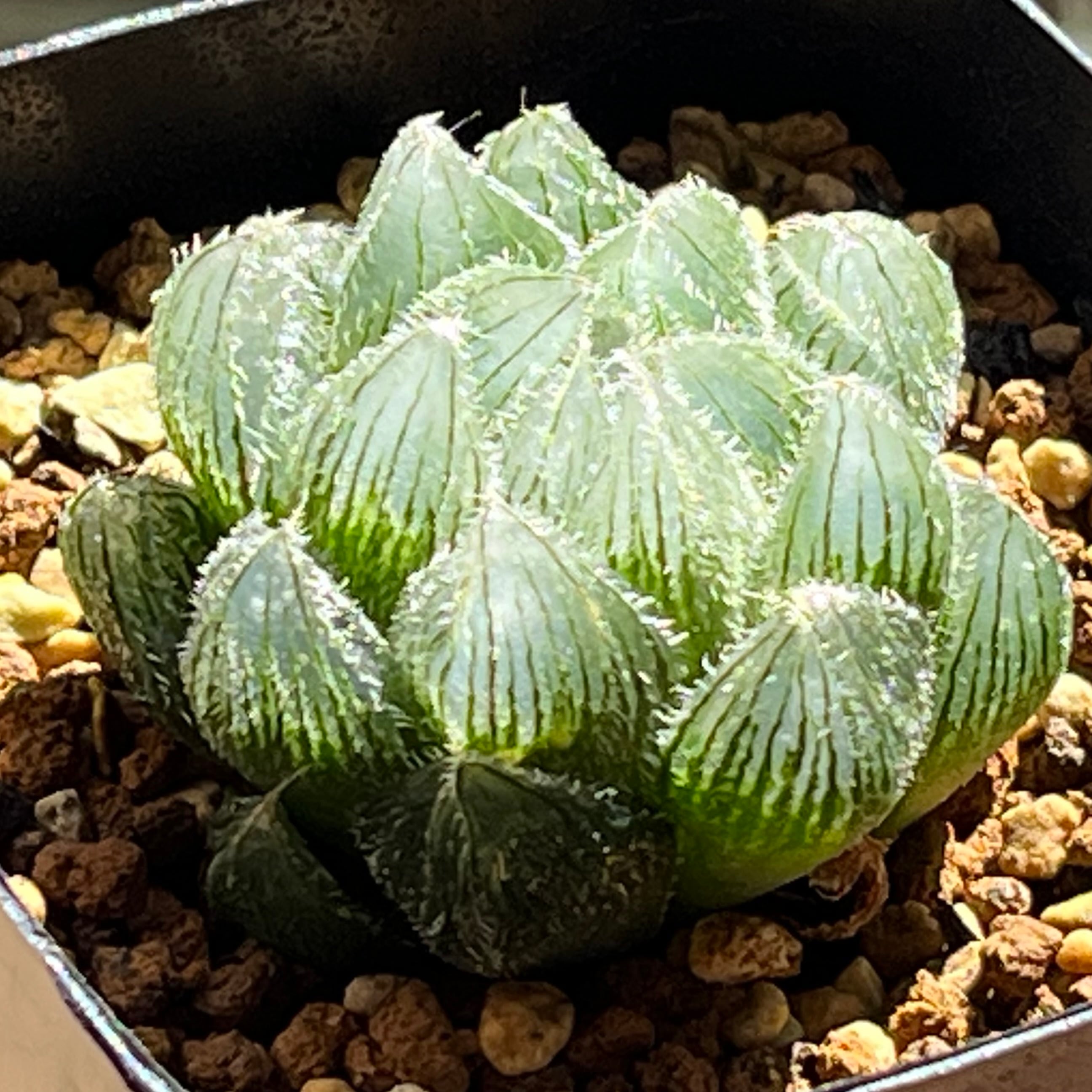 ≧∇≦）多肉植物 ハオルチア 三仙寿錦 白斑 三仙寿錦 ハオルチア