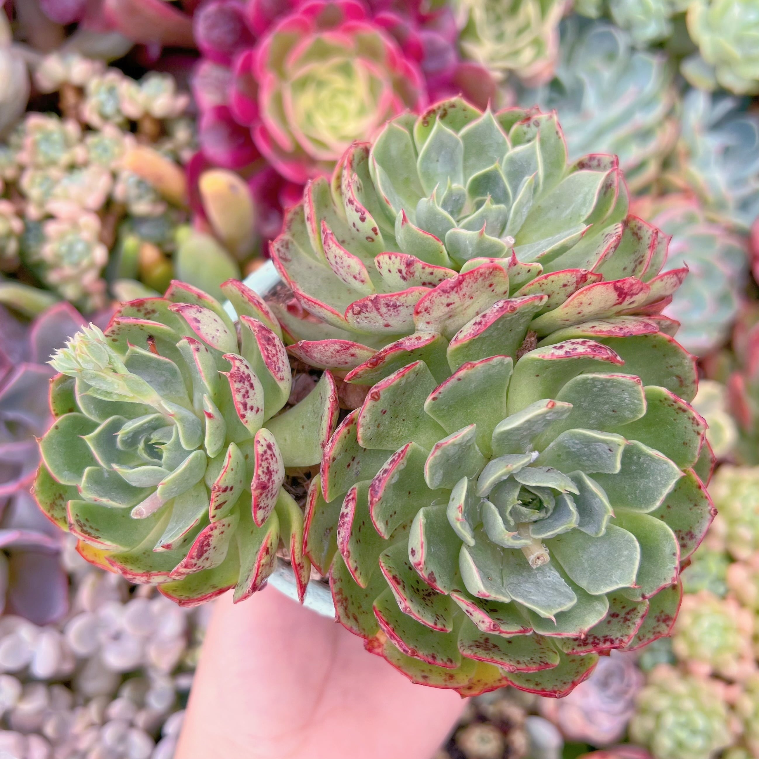 現品　ラブファイヤ#698　群生　るる農園