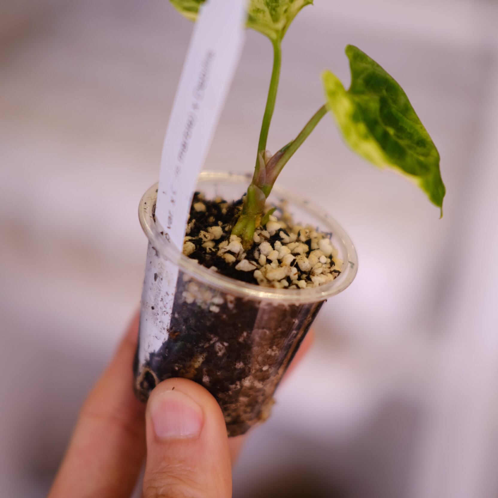 Anthurium (papillilaminum var. × crystallinum 'Marble') × debilis