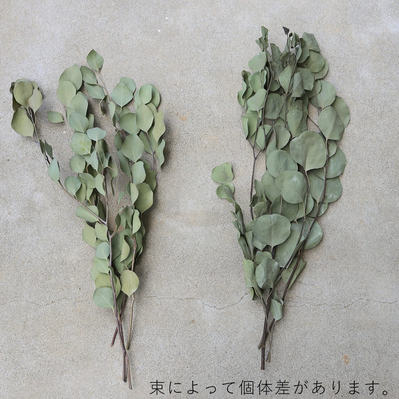 ユーカリ ポポラスリーフ/ドライフラワー | 富良野 花七曜 | ドライ