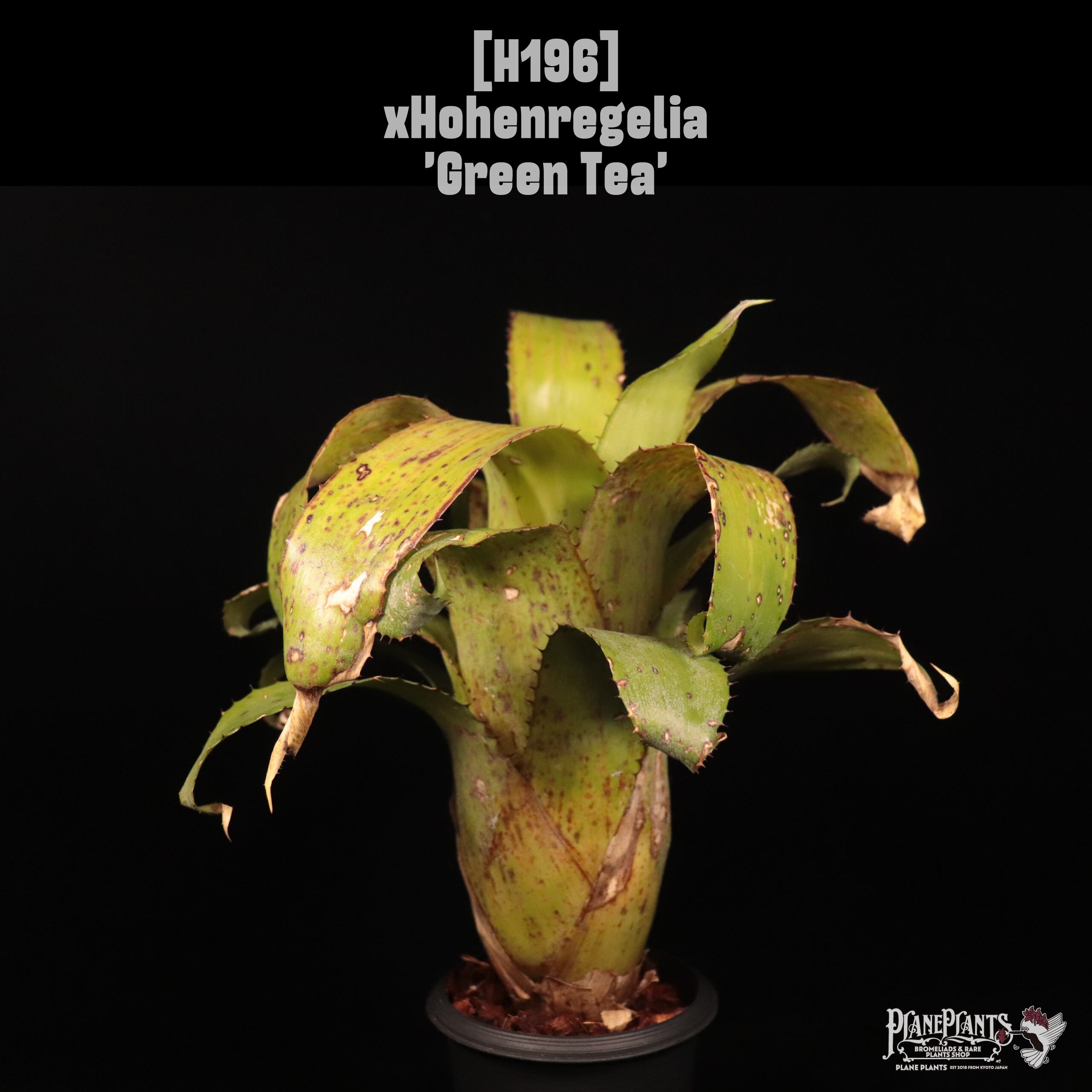 【送料無料】xHohenregelia 'Green Tea'〔ホヘンレゲリア〕現品発送H0196